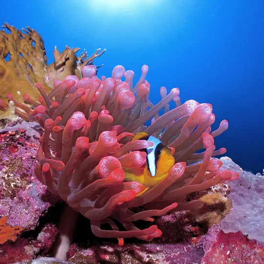 Costa Rica volcano with lake and fog