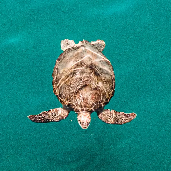 Top view of a turtle in azure colored sea